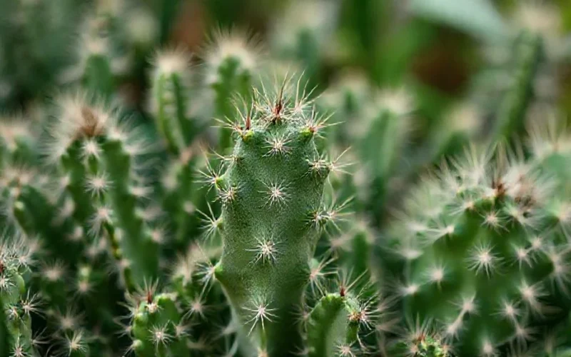 Planta resistente transforma sua relação com o verde
